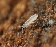 Parisotoma notabilis