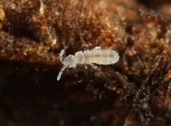 Parisotoma notabilis