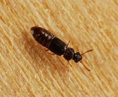Phloeonomus punctipennis