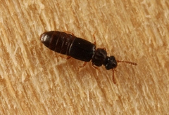 Phloeonomus punctipennis