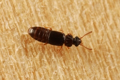 Phloeonomus punctipennis