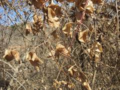 Clematis trichotoma