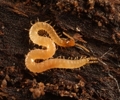 Schendyla nemorensis