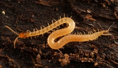 Schendyla nemorensis