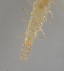 Schendyla nemorensis