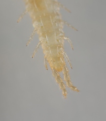 Schendyla nemorensis