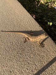 Sceloporus occidentalis