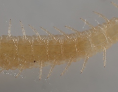 Schendyla nemorensis