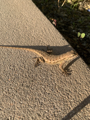 Sceloporus occidentalis