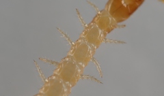 Schendyla nemorensis