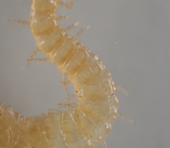 Schendyla nemorensis