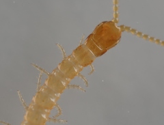 Schendyla nemorensis