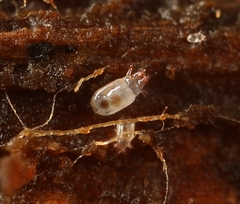 Acaridae