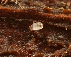 Acaridae