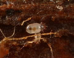 Acaridae