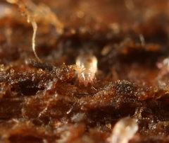 Acaridae