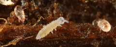 Acaridae