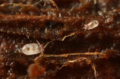 Acaridae