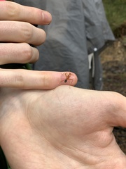 Leptomyrmex nigriventris