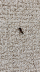 Myrmarachne elongata