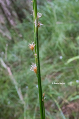 Baloskion tetraphyllum tetraphyllum