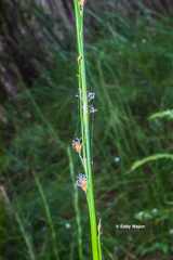 Baloskion tetraphyllum tetraphyllum