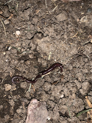 Lumbricus terrestris