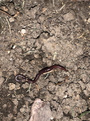 Lumbricus terrestris