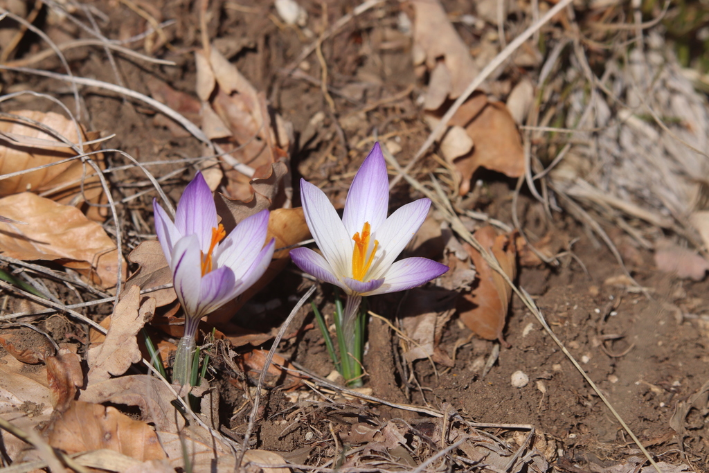 Dutch crocus