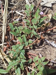 Boerhavia dominii