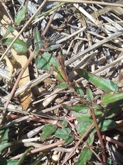 Boerhavia dominii