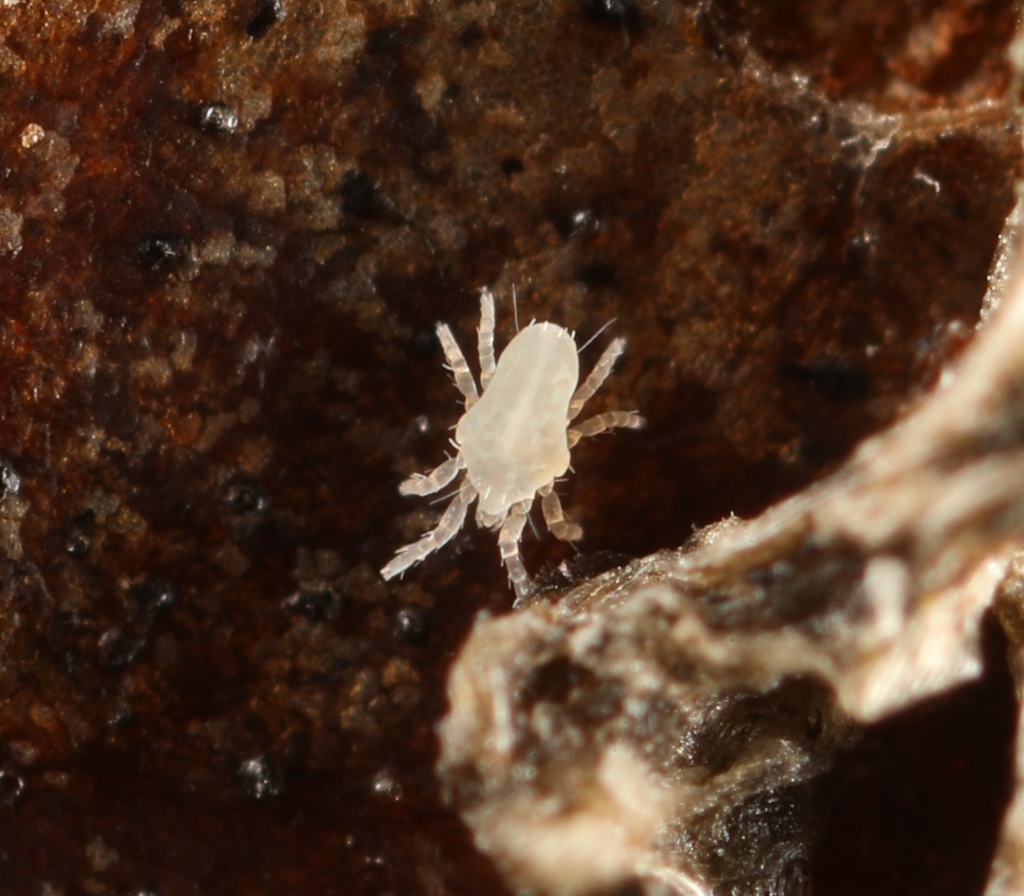 Ereynetidae