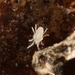 White Slug Mite - Photo (c) Marie Lou Legrand, some rights reserved (CC BY-NC), uploaded by Marie Lou Legrand
