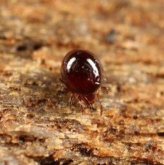 Conoppia palmicincta