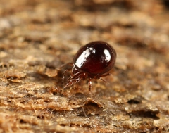 Conoppia palmicincta