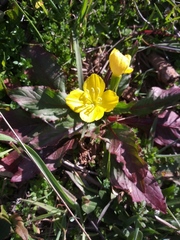 Oenothera flava