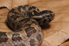 Indo-Malayan Mountain Pitviper photo 1