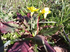 Oenothera flava