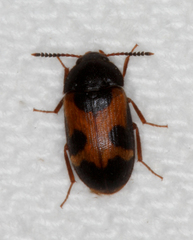 Mycetophagus punctatus