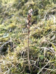 Dactylorhiza viridis