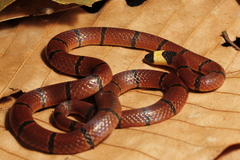 Macclelland's Coral Snake photo 1