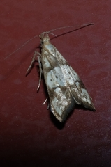 Gymnobathra hamatella