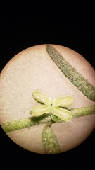 Pectocarya peninsularis