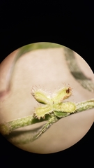 Pectocarya peninsularis