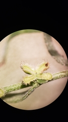 Pectocarya peninsularis