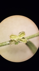 Pectocarya peninsularis