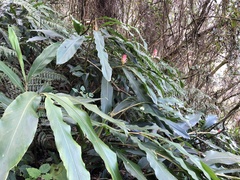 Alpinia sessiliflora