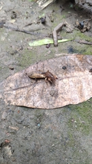 Gryllotalpa formosana