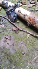 Gryllotalpa formosana