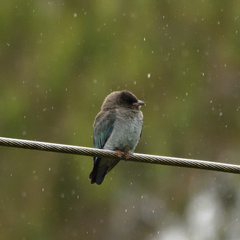 Eurystomus orientalis pacificus